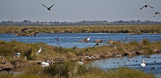 Waterbirds in a wetlands management area of Bayou Sauvage National Wildlife Refuge.
