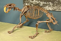S. fatalis skeleton at the US National Museum of Natural History