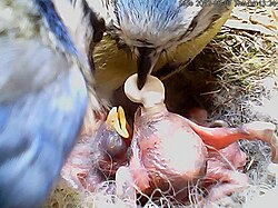 An adult Eurasian blue tit collecting the fecal sac of a chick (just hatched, still naked and blind) to ensure the cleanliness of their nest.