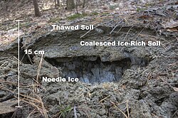 Anatomy of a frost heave during spring thaw. The side of a 6-inch (15-cm) heave with the soil removed to reveal (bottom to top):Needle ice, which has extruded up from the freezing front through porous soil from a water table belowCoalesced ice-rich soil, which has been subject to freeze-thawThawed soil on top Photograph taken 21 March 2010 in Norwich, Vermont