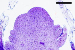 A microscopic image of shoot apical meristems containing multiple stem cells during dichotomy in Lycopodium clavatum (bar = 100 μm).