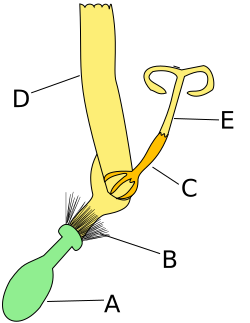Ligulate floret, typical for some members of the family Asteraceae:A. inferior ovaryB. The calyx is a crown-shaped pappus, called a corona.C. Anthers are united in a tube around the style, though the filaments are separate.D. A ligulate petal extends from the tubular corolla.E. style and stigmas