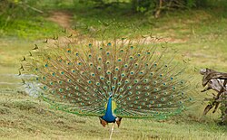 A male Indian peafowl at Yala National Park in Sri Lanka