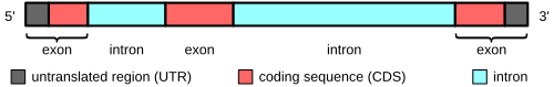 Exons in a messenger RNA precursor (pre-mRNA). Exons can include both sequences that code for amino acids (red) and untranslated sequences (grey). Introns — those parts of the pre-mRNA that are not in the mRNA — (blue) are removed, and the exons are joined (spliced) to form the final functional mRNA. The 5′ and 3′ ends of the mRNA are marked to differentiate the two untranslated regions (grey).