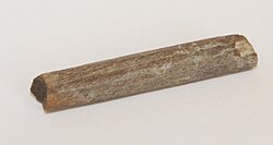 Ossified tendon from an Edmontosaurus bone bed in Wyoming (Lance Formation)