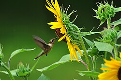 A female ruby-throated hummingbird (Archilochus colubris) feeds on nectar from a sunflower (Helianthus annuus)