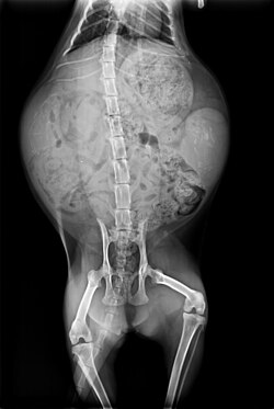 In this radiography of a pregnant cat, the skeletons of two fetuses are on the left and right of the uterus.