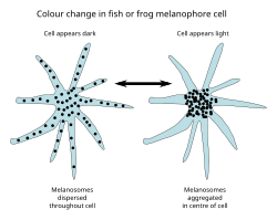 Fish and frog melanophores are cells that can change colour by dispersing or aggregating pigment-containing bodies.