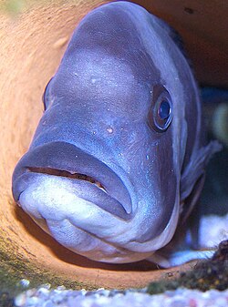 A female cichlid mouthbrooding fry which can be seen looking out her mouthExternal videos Mouthbrooding tilapia — YouTube Mouthbrooding cichlid — YouTube