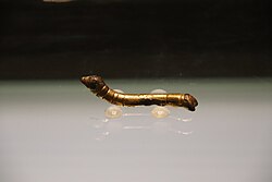 Gold silkworm, Han dynasty