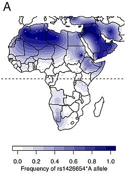 Frequency of the SLC24A5 rs1426654 *A allele in the Near East and Africa