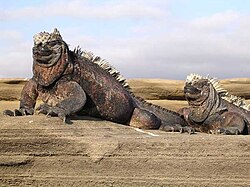 Marine iguana