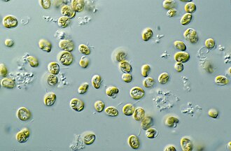 A close up of microalgae – Pavlova sp.