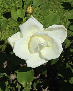 'Kaiserin Auguste 'Viktoria', Lambert 1891