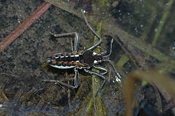 Velia caprai (Ardennes, Belgium)