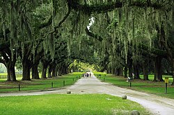 The avenue of live oaks at Boone Hall in Mount Pleasant, South Carolina, planted in 1743.