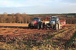 Harvesting beetroot in the United Kingdom