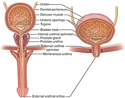 Placental mammals expel urine from the bladder through the urethra during urination.[1]