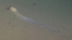 Acorn worm on the ocean floor