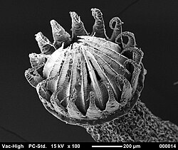 Mouth of a sporophyte, showing the teeth of the peristome. (It is diplolepidous, with a closed endostome and opened exostome)