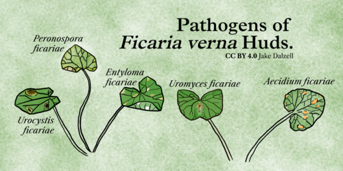 An illustration showing some of the fungal and oomycetous pathogens that infect Ficaria verna.