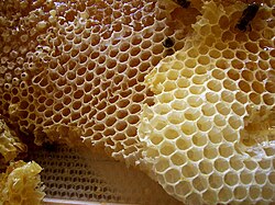 Honeycomb displaying hexagonal prismatic wax cells in which honey bees store honey