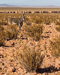 Feral donkey in the Atacama desert