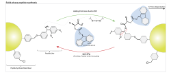 Peptide synthesis