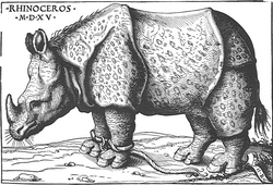 Unique surviving impression of Hans Burgkmair's 1515 woodcut copy, in the Graphische Sammlung Albertina, Vienna