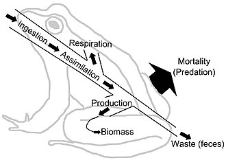 Energy flow diagram of a frog. The frog represents a node in an extended food web. The energy ingested is utilized for metabolic processes and transformed into biomass. The energy flow continues on its path if the frog is ingested by predators, parasites, or as a decaying carcass in soil. This energy flow diagram illustrates how energy is lost as it fuels the metabolic process that transform the energy and nutrients into biomass.