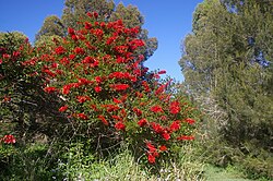 A tree blooming in Brisbane, Australia