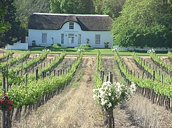 A vineyard in the Stellenbosch region, South Africa
