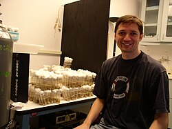 Diptera in research: Drosophila melanogaster fruit fly larvae being bred in tubes in a genetics laboratory