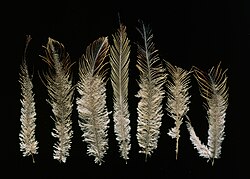 Preserved feathers of Megalapteryx