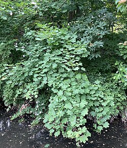 Feral Norway maple in Philadelphia.
