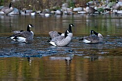 On Spokane River, Washington state