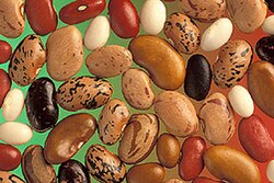 Phaseolus vulgaris (common bean or green bean) seeds are diverse in size, shape, and color.