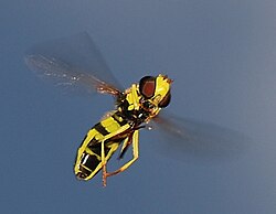 Insects such as hoverflies are capable of rapid and agile flight.