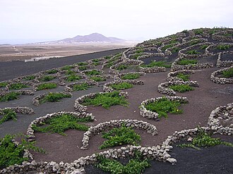 Malvasia grape vines growing in topsoil covered in lapilli, at La Geria, Lanzarote, Canary Islands. The low, curved walls protect the vines from the constant, drying wind.