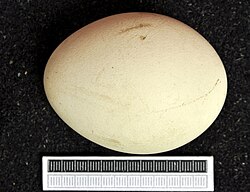Indian peacock egg in the collection of Museum Wiesbaden