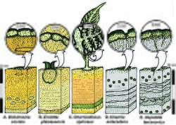 Greg Retallack's analysis of thin sections and substrates of a variety of Ediacaran fossils.[107] His findings have been disputed by other scientists.[108][109][110]