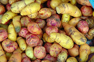 Ulluku (Ullucus tuberosus) tubers
