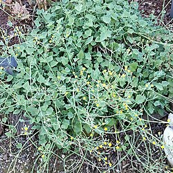 Senecio tropaeolifolius