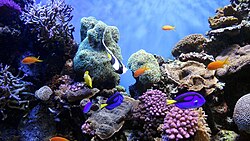 Biodiverse, multi-coloured habitat