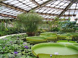 Victoria amazonica (giant Amazon waterlilies) in a large greenhouse at the Saint Petersburg Botanical Garden
