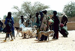 Herders with livestock and azawakh dogs in the Sahel