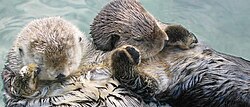 Sea otters, an example of a keystone species