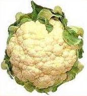 Cauliflower – Brassica oleracea var. botrytis