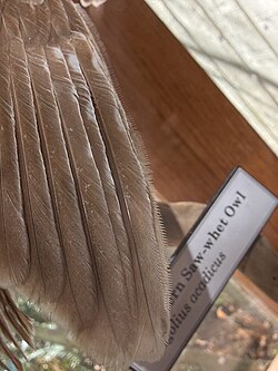 Like many owl species, the remiges have serrated leading edges, which contribute to silent flight