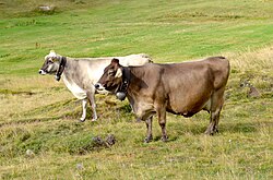 Braunvieh, a dairy breed[1] with high milk production and little milk fat